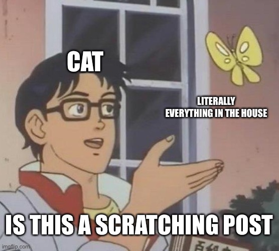 Is This A Pigeon | CAT; LITERALLY EVERYTHING IN THE HOUSE; IS THIS A SCRATCHING POST | image tagged in memes,is this a pigeon | made w/ Imgflip meme maker