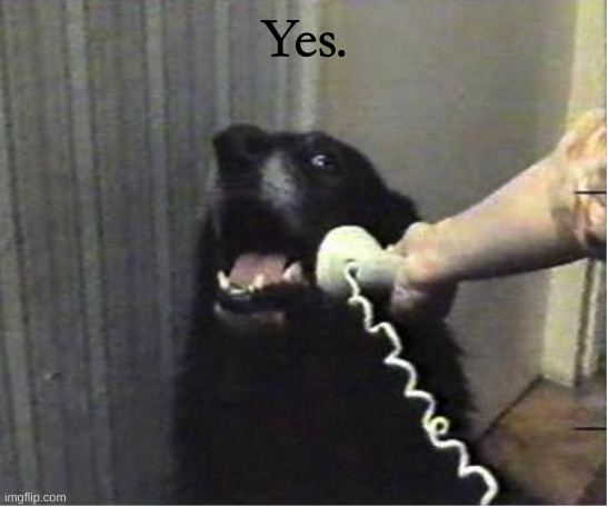 Yes this is dog | Yes. | image tagged in yes this is dog | made w/ Imgflip meme maker