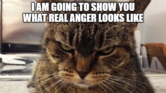 Real Anger | I AM GOING TO SHOW YOU
WHAT REAL ANGER LOOKS LIKE | image tagged in cats,memes,funny,anger,funny memes | made w/ Imgflip meme maker