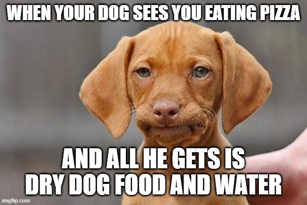 Dissapointed puppy | WHEN YOUR DOG SEES YOU EATING PIZZA; AND ALL HE GETS IS DRY DOG FOOD AND WATER | image tagged in dissapointed puppy | made w/ Imgflip meme maker