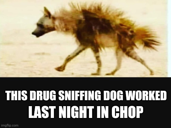 Busy little Puppy | LAST NIGHT IN CHOP; THIS DRUG SNIFFING DOG WORKED | image tagged in memes,funny,animals,drugs are bad,seattle | made w/ Imgflip meme maker
