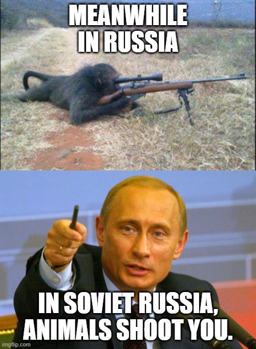 Soviet Sniper Monkey | MEANWHILE IN RUSSIA; IN SOVIET RUSSIA, ANIMALS SHOOT YOU. | image tagged in memes,good guy putin,monkeys n guns | made w/ Imgflip meme maker