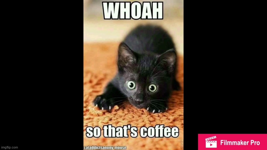 never feed a cat coffee | image tagged in coffee,kitten,hyper | made w/ Imgflip meme maker