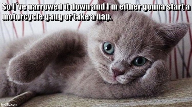MeowCriminal or MeowNappy? | image tagged in gangster baby,sleepy | made w/ Imgflip meme maker