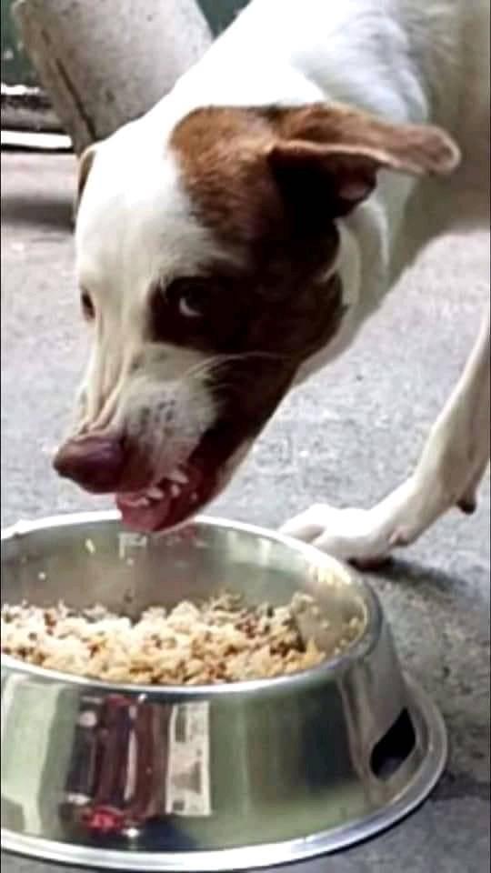 High Quality Dog pissed trying to eat food Blank Meme Template