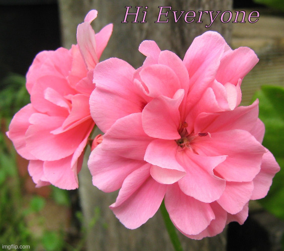 Hi Everyone |  Hi Everyone | image tagged in memes,flowers,hi everyone | made w/ Imgflip meme maker