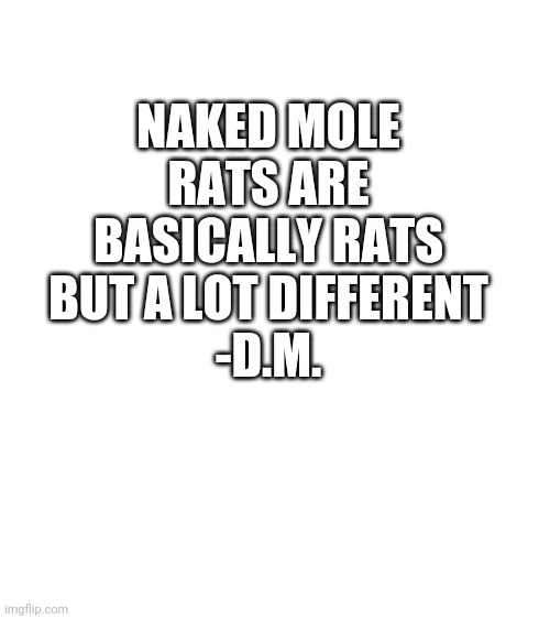 My classmate said this in his presentation | NAKED MOLE RATS ARE BASICALLY RATS BUT A LOT DIFFERENT
-D.M. | image tagged in blank white template | made w/ Imgflip meme maker