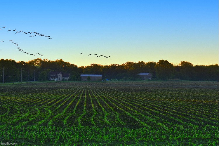 morning | image tagged in corn field,morning | made w/ Imgflip meme maker