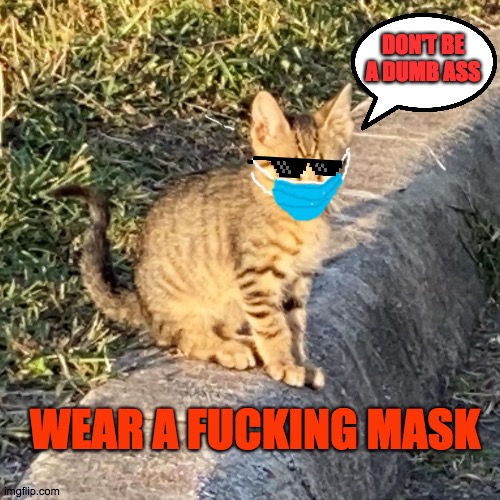 Just don't | DON'T BE A DUMB ASS; WEAR A FUCKING MASK | image tagged in the fu kitten | made w/ Imgflip meme maker