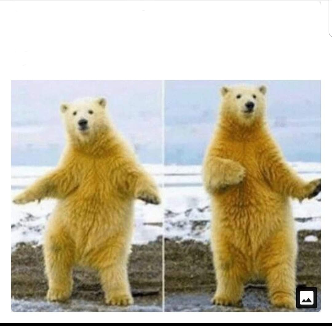 High Quality Dancing polar bear Blank Meme Template