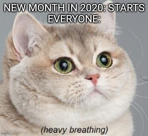 Looks at news | NEW MONTH IN 2020: STARTS
EVERYONE: | image tagged in memes,heavy breathing cat | made w/ Imgflip meme maker