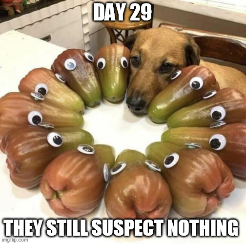 Sneak 100 | DAY 29; THEY STILL SUSPECT NOTHING | image tagged in doggo,sneak 100 | made w/ Imgflip meme maker