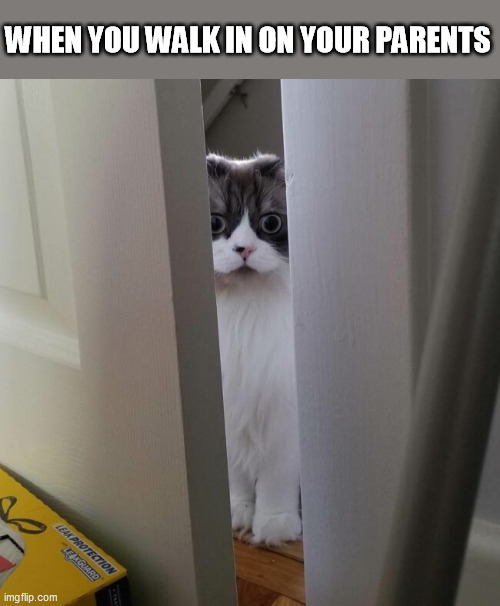 WHEN YOU WALK IN ON YOUR PARENTS | image tagged in can't unsee,shocked kitty | made w/ Imgflip meme maker