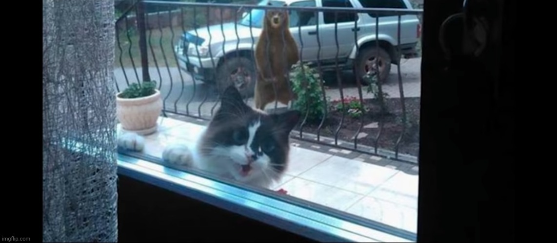This is a screenshot I have if a video I watched once and I think it should be a meme template | image tagged in the cat and the bear | made w/ Imgflip meme maker