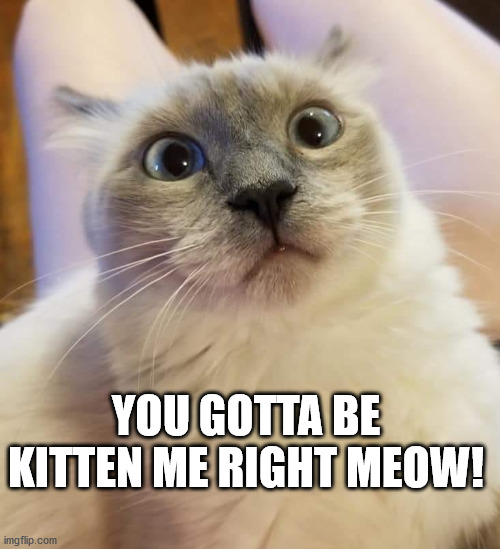 you gotta be kitten me | YOU GOTTA BE KITTEN ME RIGHT MEOW! | image tagged in surpised kitteh | made w/ Imgflip meme maker