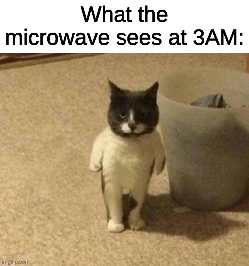 m i c r o w a v e | What the microwave sees at 3AM: | image tagged in blursed cat | made w/ Imgflip meme maker