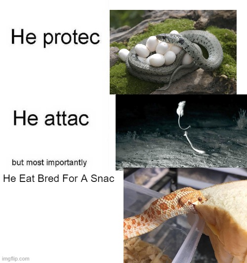 Snake Likes Bread | He Eat Bred For A Snac | image tagged in he protec he attac but most importantly | made w/ Imgflip meme maker