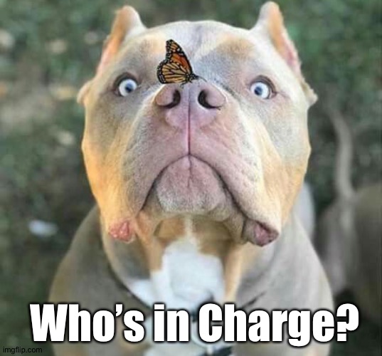 Who’s in Charge? | made w/ Imgflip meme maker