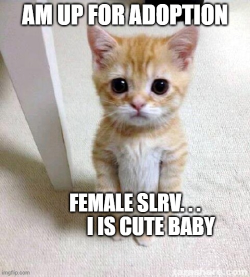 am up for adoptions | AM UP FOR ADOPTION; FEMALE SLRV. . .         I IS CUTE BABY | image tagged in memes,cute cat | made w/ Imgflip meme maker