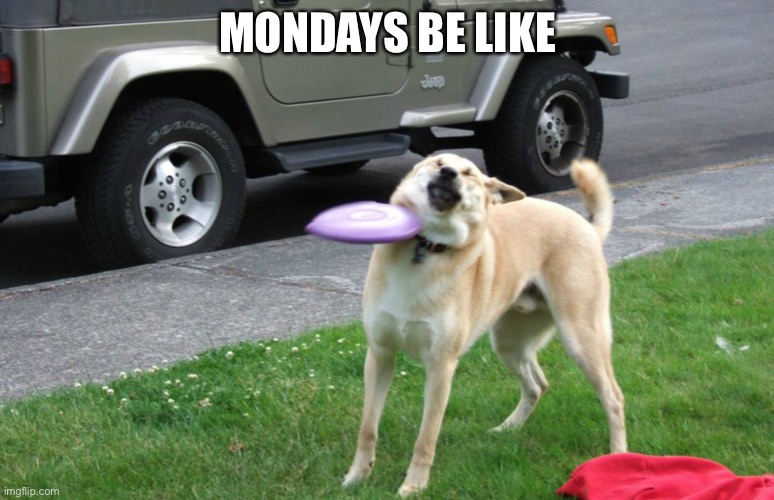 Monday’s | MONDAYS BE LIKE | image tagged in monday dog | made w/ Imgflip meme maker