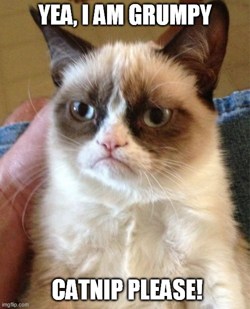 WHERE'S MY CATNIP? | YEA, I AM GRUMPY; CATNIP PLEASE! | image tagged in memes,grumpy cat | made w/ Imgflip meme maker