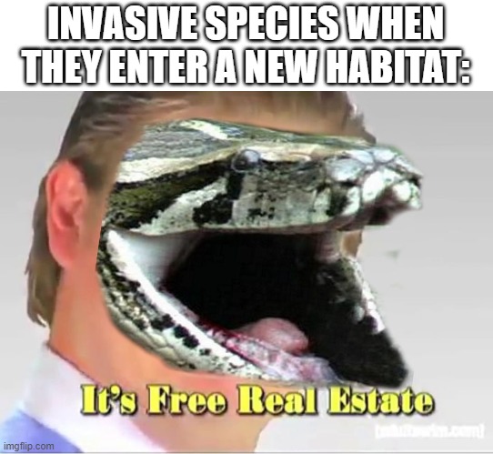 Everglades | INVASIVE SPECIES WHEN THEY ENTER A NEW HABITAT: | image tagged in funny memes,memes,animals,it's free real estate | made w/ Imgflip meme maker