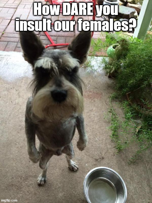 Angry dog | How DARE you insult our females? | image tagged in angry dog | made w/ Imgflip meme maker