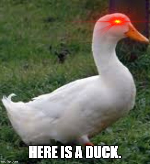 a duck | HERE IS A DUCK. | image tagged in duck | made w/ Imgflip meme maker