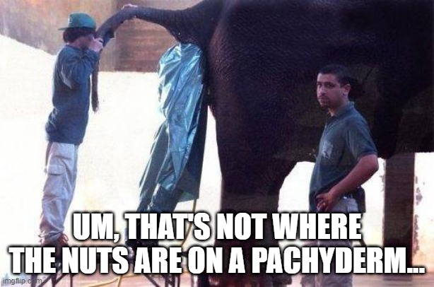 Must Be Dark in There | UM, THAT'S NOT WHERE THE NUTS ARE ON A PACHYDERM... | image tagged in dirty jobs | made w/ Imgflip meme maker