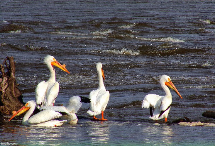 I took this at lock and dam 14 on the Mississippi river | image tagged in pelicans,river | made w/ Imgflip meme maker