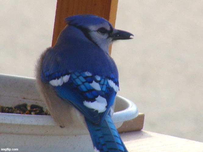 blue jay | image tagged in blue jays,bird,kewlew | made w/ Imgflip meme maker