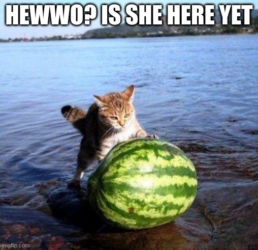 ? | HEWWO? IS SHE HERE YET | image tagged in argument invalid watermelon cat | made w/ Imgflip meme maker