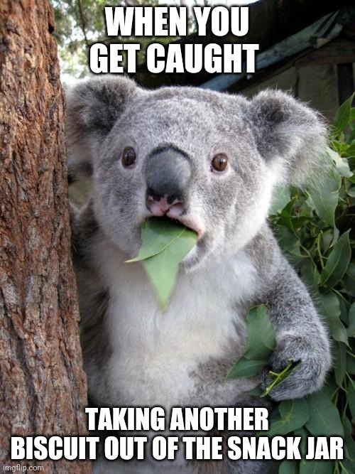 Surprised Koala Meme | WHEN YOU GET CAUGHT; TAKING ANOTHER BISCUIT OUT OF THE SNACK JAR | image tagged in memes,surprised koala | made w/ Imgflip meme maker