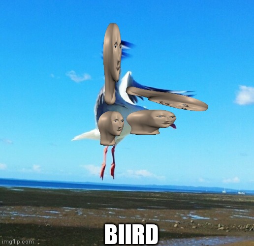 Bird watching you | BIIRD | image tagged in bird watching you | made w/ Imgflip meme maker