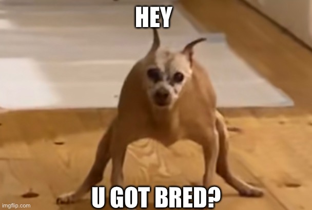 HEY; U GOT BRED? | image tagged in funny | made w/ Imgflip meme maker