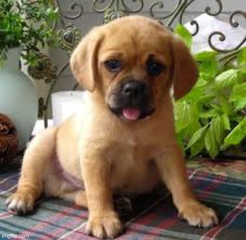 good doggo of the week #2 puggle | image tagged in dog,cute,wholesome | made w/ Imgflip meme maker