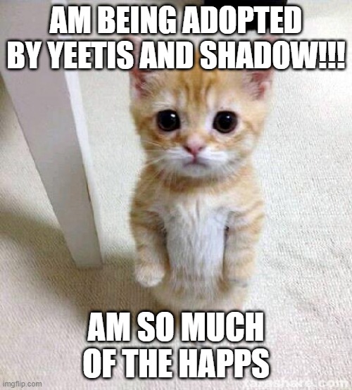 am being adopted | AM BEING ADOPTED BY YEETIS AND SHADOW!!! AM SO MUCH OF THE HAPPS | image tagged in memes,cute cat | made w/ Imgflip meme maker