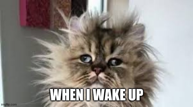 When i wake up meme | WHEN I WAKE UP | image tagged in crazy hair cat,drunk cat | made w/ Imgflip meme maker