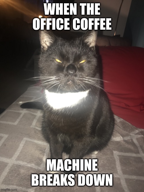 Caffeine cat | WHEN THE OFFICE COFFEE; MACHINE BREAKS DOWN | image tagged in caffeine cat,grumpy cat,cat,tired cat,office humor,coffee addict | made w/ Imgflip meme maker