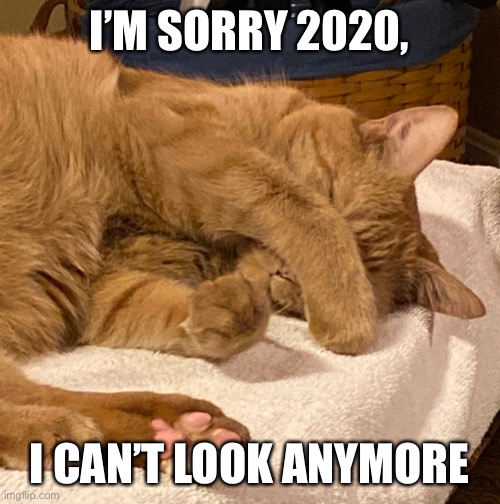 Sorry 2020 | I’M SORRY 2020, I CAN’T LOOK ANYMORE | image tagged in cats | made w/ Imgflip meme maker
