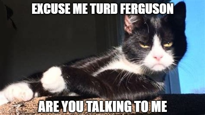 Say What? | EXCUSE ME TURD FERGUSON; ARE YOU TALKING TO ME | image tagged in memes,cats,funny,turd ferguson,fun | made w/ Imgflip meme maker