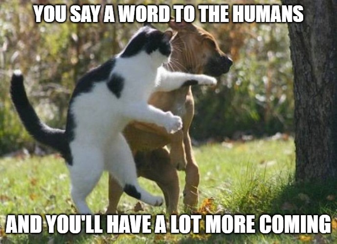 Bust Your Lip | YOU SAY A WORD TO THE HUMANS; AND YOU'LL HAVE A LOT MORE COMING | image tagged in cats,dogs,fun,memes,funny,silence | made w/ Imgflip meme maker