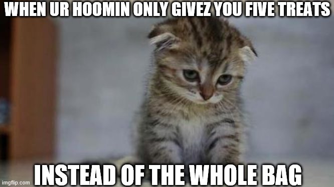Sad kitten | WHEN UR HOOMIN ONLY GIVEZ YOU FIVE TREATS; INSTEAD OF THE WHOLE BAG | image tagged in sad kitten | made w/ Imgflip meme maker