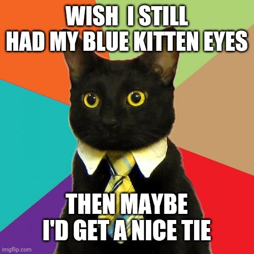 Business Cat Meme | WISH  I STILL HAD MY BLUE KITTEN EYES; THEN MAYBE I'D GET A NICE TIE | image tagged in memes,business cat | made w/ Imgflip meme maker