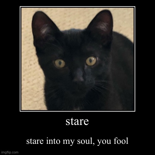 stare into my soul | image tagged in funny,demotivationals,cat,creepy | made w/ Imgflip demotivational maker