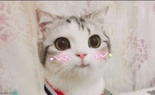 Y'all gotta check out mah friend's stream! Link in the comments | image tagged in cute cat uwu | made w/ Imgflip meme maker