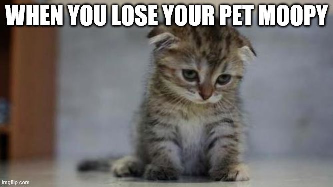 Sad kitten | WHEN YOU LOSE YOUR PET MOOPY | image tagged in sad kitten | made w/ Imgflip meme maker