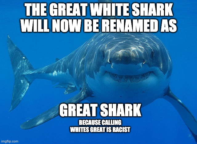 Great White Shark | THE GREAT WHITE SHARK WILL NOW BE RENAMED AS; GREAT SHARK; BECAUSE CALLING WHITES GREAT IS RACIST | image tagged in great white shark | made w/ Imgflip meme maker
