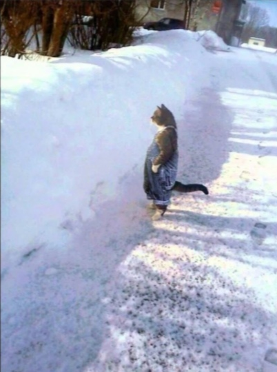 Cat in snow Blank Meme Template