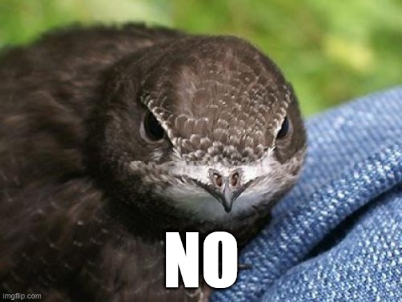 The No Bird | NO | image tagged in no,bird,swift,angry,reaction | made w/ Imgflip meme maker